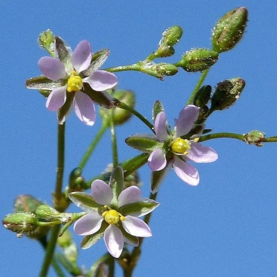 seeds of Spergularia diandra