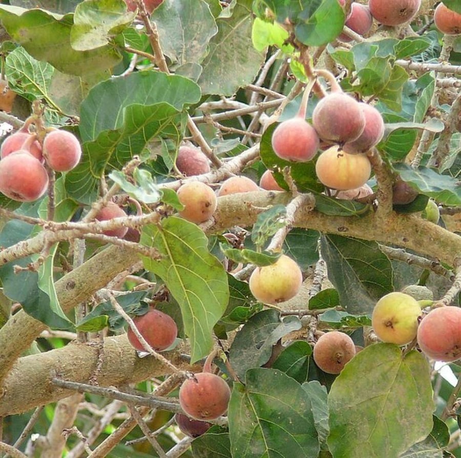 seeds of Ficus sycomorus