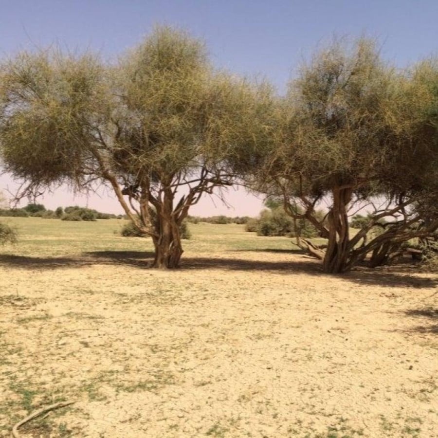 بذور شجرة التنضب النادرة - الكرز البري ( Capparis Decidua )