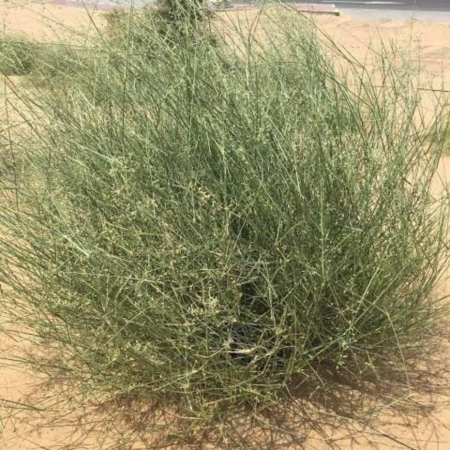 بذور الثمام - الدخن ( panicum turgidum )