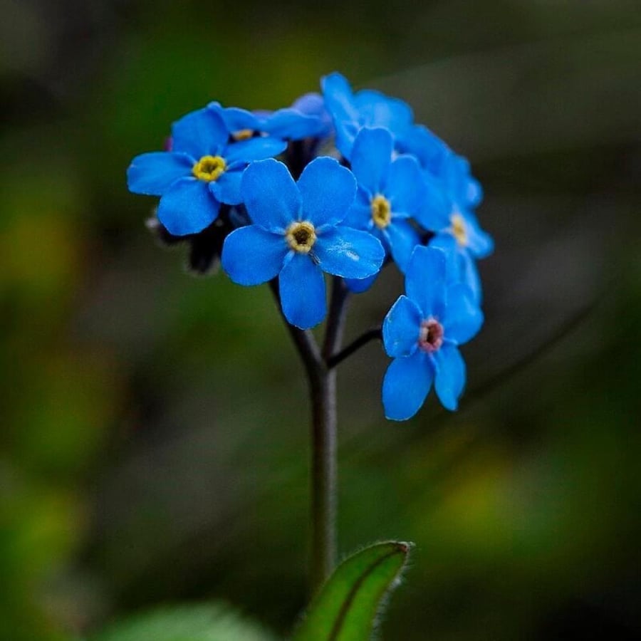 بذور زهرة اذن الفار ( Myosotis alpestris )