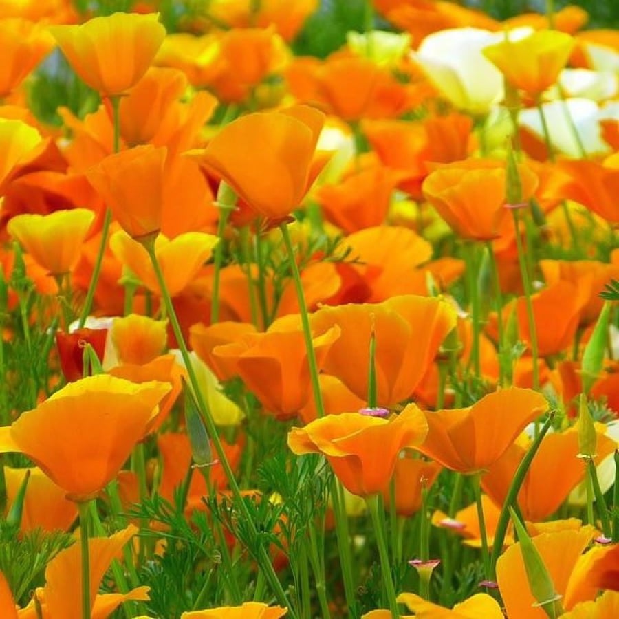 بذور زهور ديدحان كاليفورنيا البرتقالي ( Eschscholzia californica )