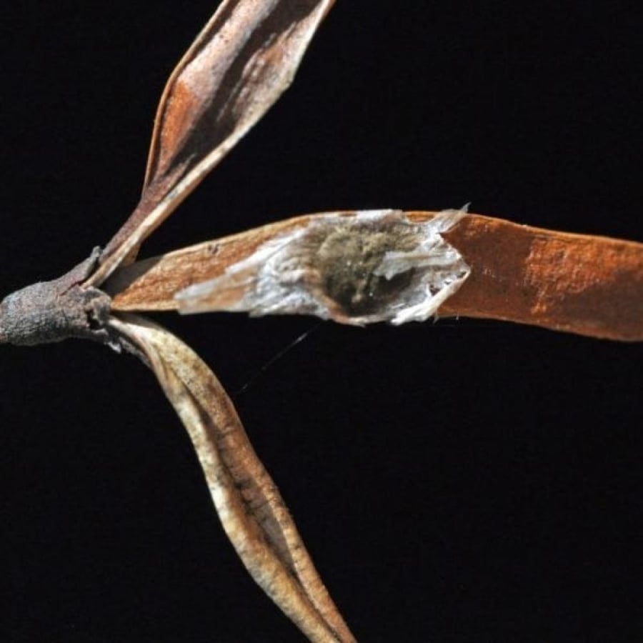 بذور شجيرة تيكوماريا ( Tecomaria Capensis )