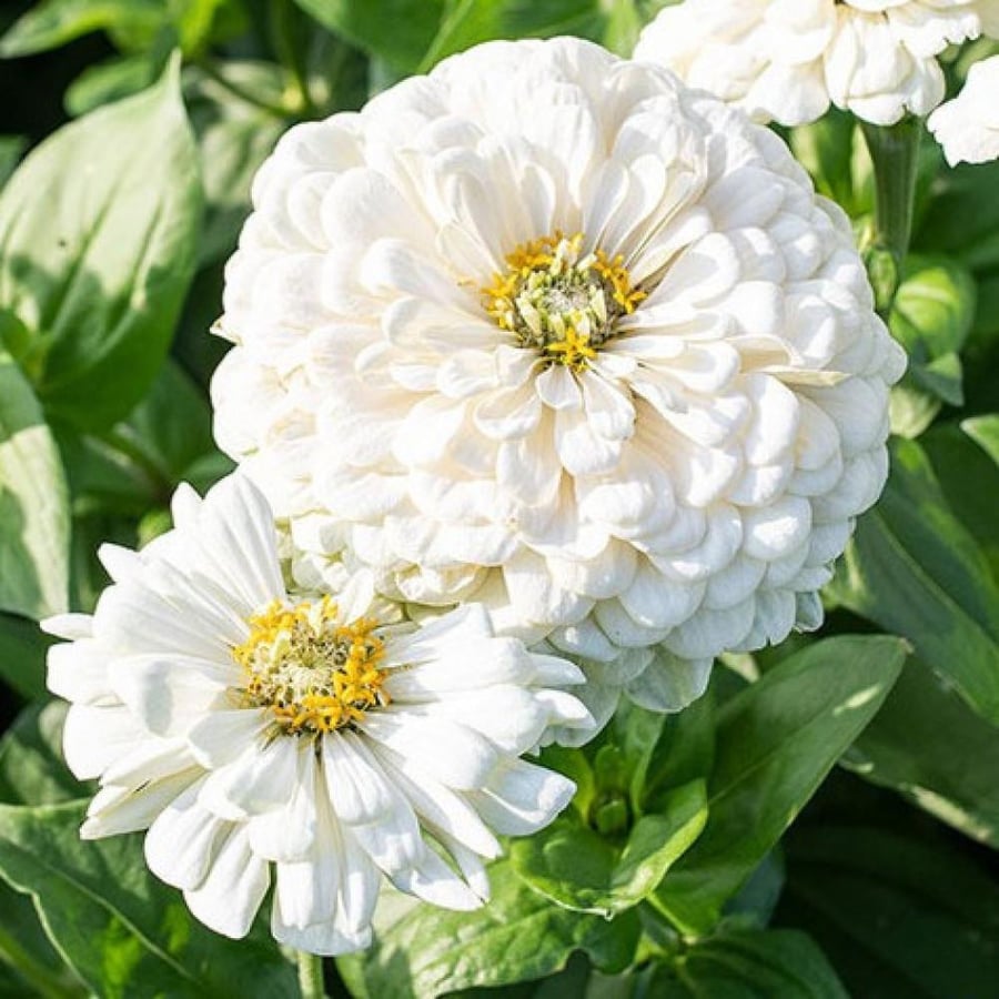 بذور زهور الزينيا البيضاء ( Zinnia elegans )