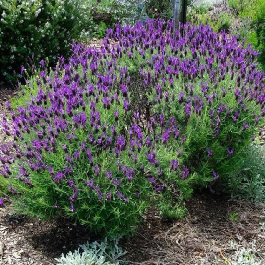 بذور اللافندر الفرنسي Lavandula stoechas