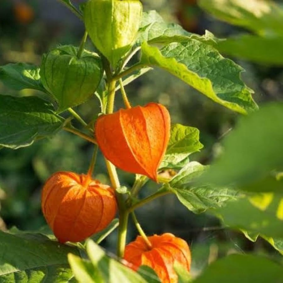 الحرنكش Physalis