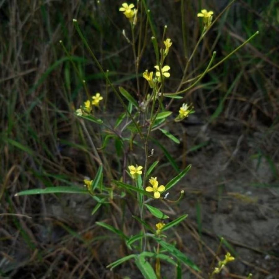 بذور عشبة السمارة الحويرة Sisymbrium orientale
