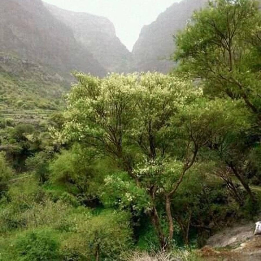 بذور شجرة طلح الضهيان - العسق ( Acacia asak )