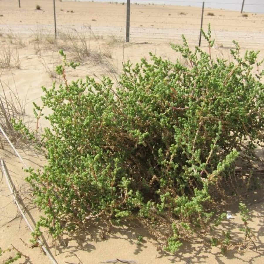 بذور شجيرة الغضراف ( Salsola imbricata )
