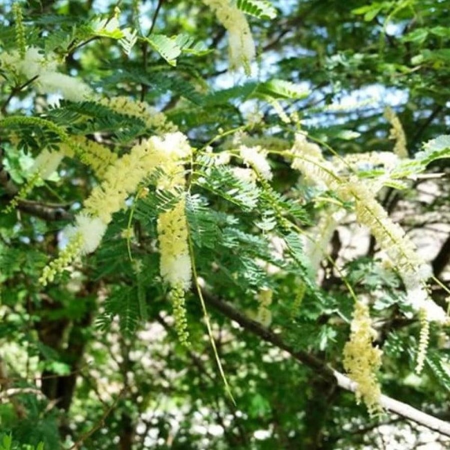 بذور شجرة طلح الضهيان - العسق ( Acacia asak )
