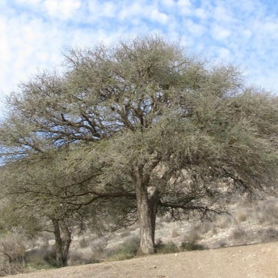 بذور الحراز النادرة - السنط الابيض ( Faidherbia Albida )