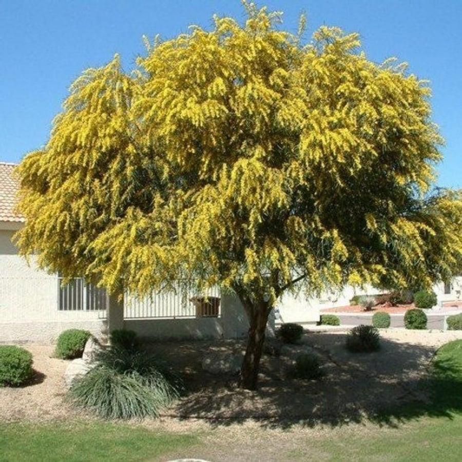 شجرة اكاسيا ساليجنا Acacia saligna