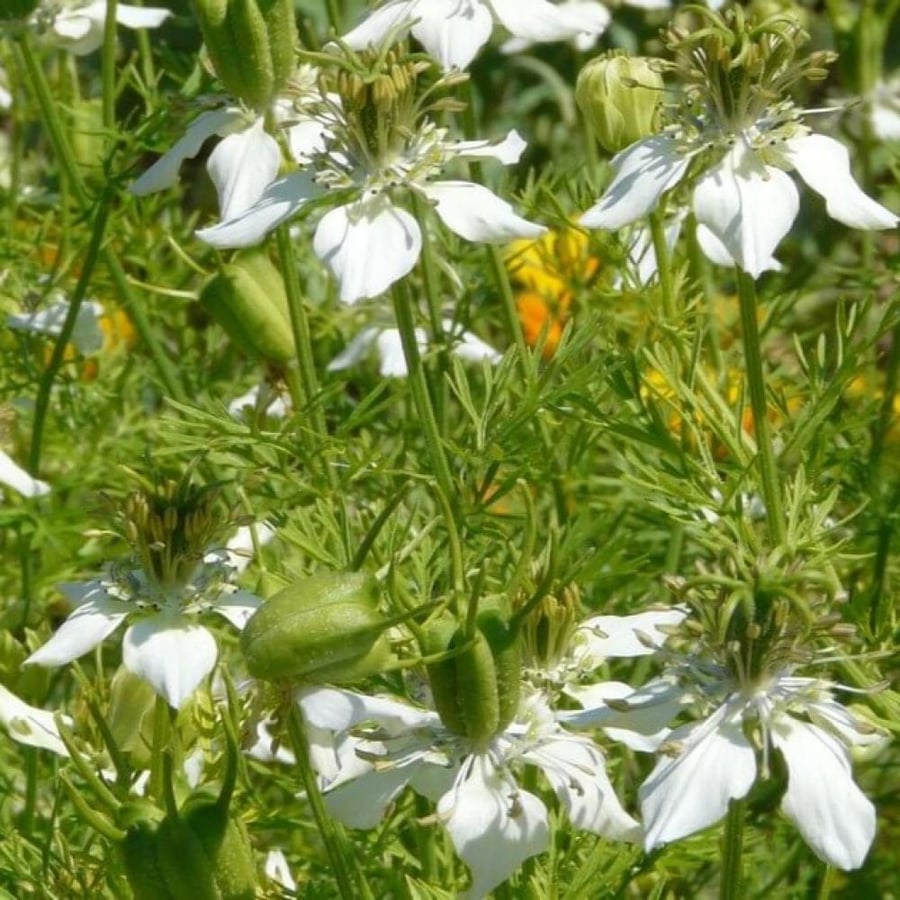 بذور حبة البركة - الحبة السوداء ( Nigella sativa )