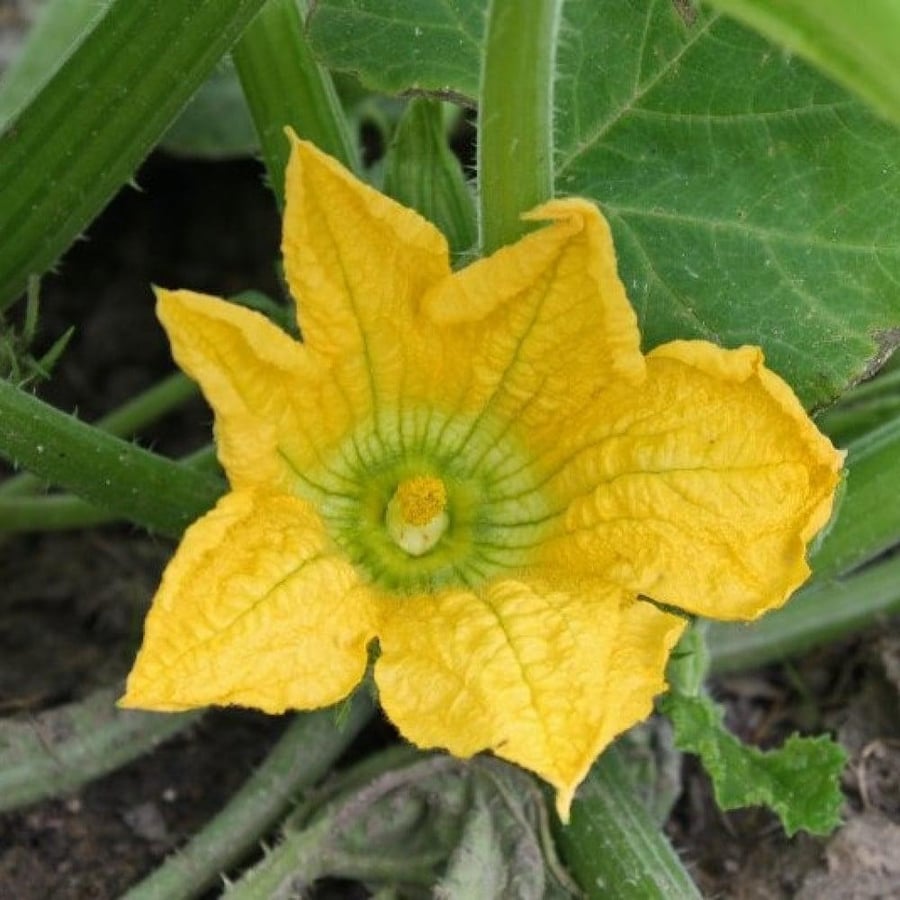 بذور القرع الأمريكي ( Cucurbita moschata )