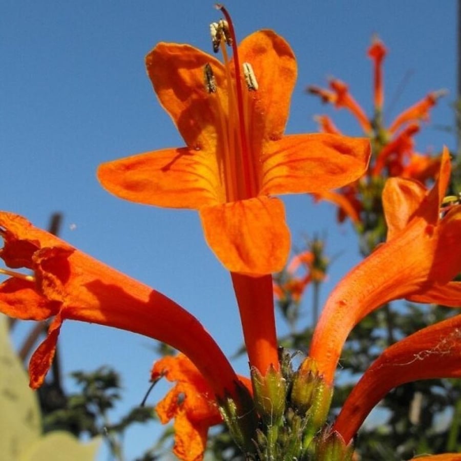 بذور شجيرة تيكوماريا ( Tecomaria Capensis )