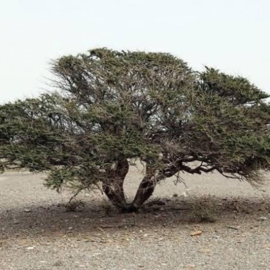 بذور شجرة السمر ( Acacia tortilis )