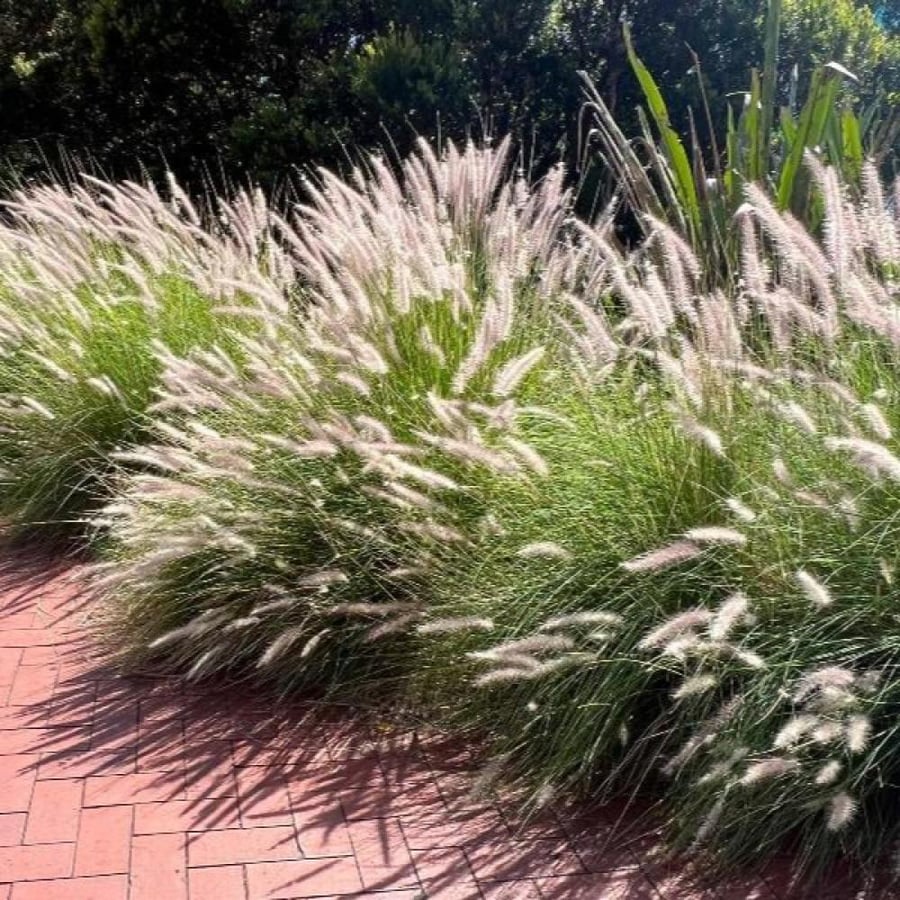 بذور عشبة الحلفاء الخضراء - النافورة ( Pennisetum Setaceum )