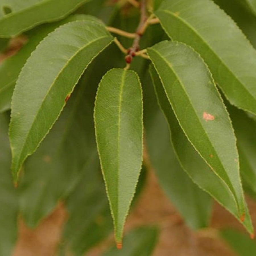 بذور شجرة الكرز الاسود Prunus serotina