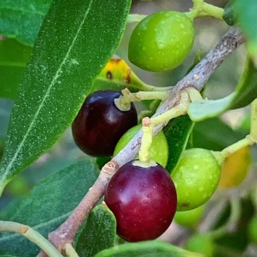 شجرة العتم الزيتون البري