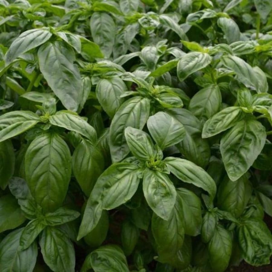 بذور ريحان ايطالي عريض الأوراق ( Ocimum basilicum )