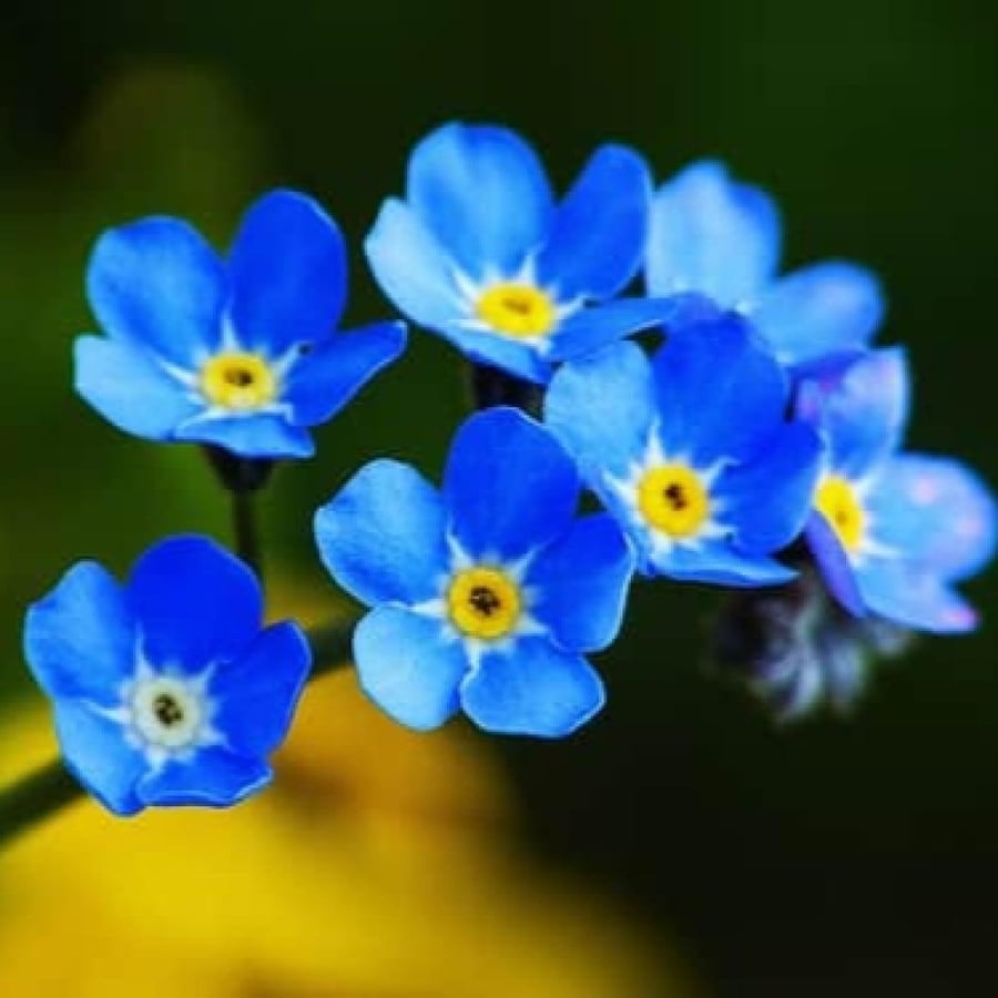 بذور زهرة اذن الفار ( Myosotis alpestris )