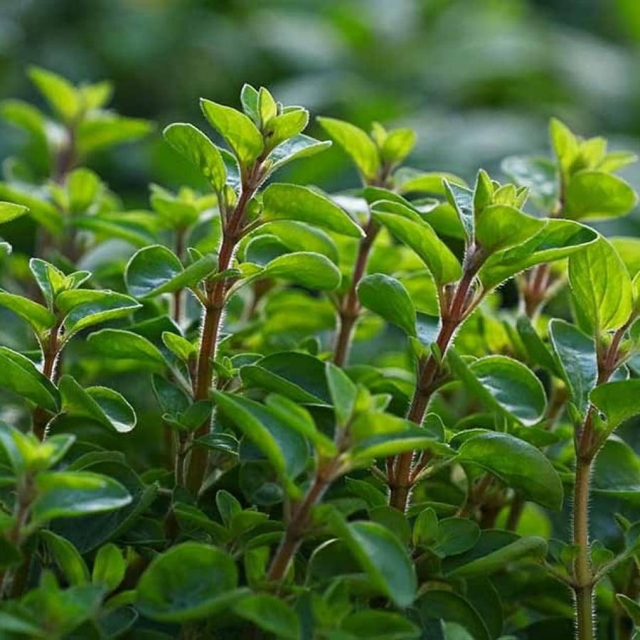 بذور البردقوش Marjoram