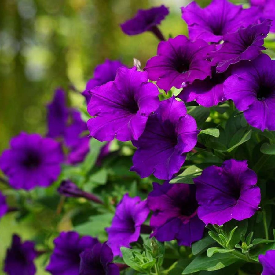 بذور زهرة البيتونيا الارجوانية Petunia