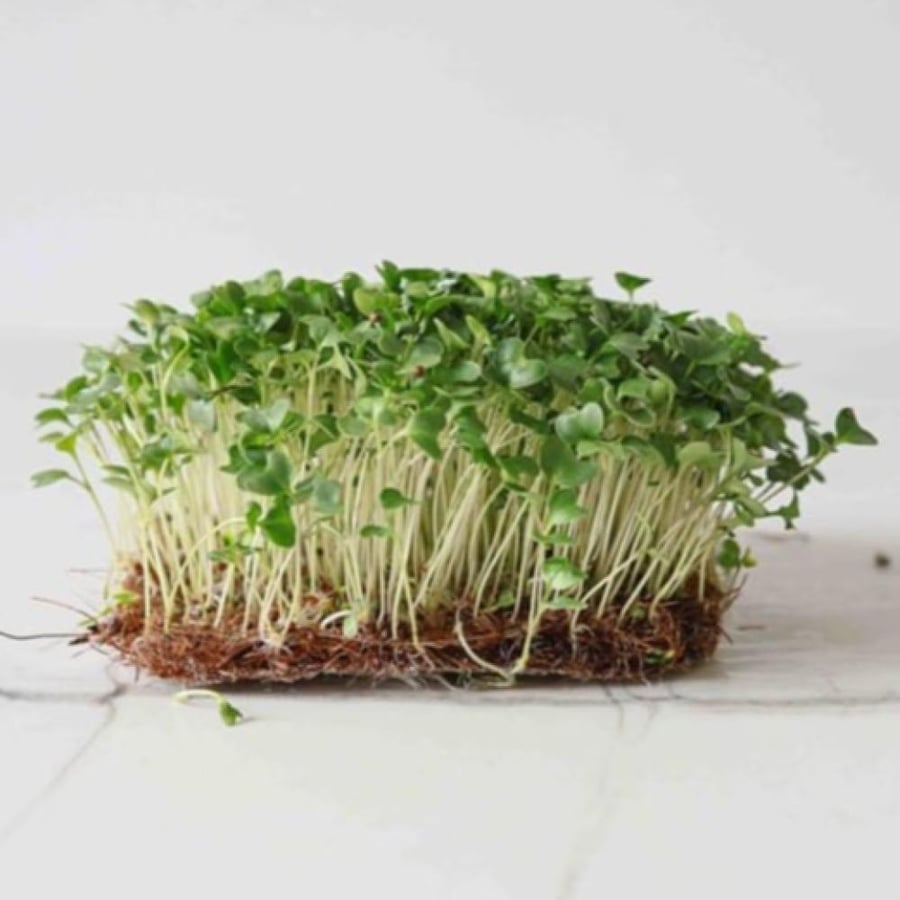 بذور براعم البروكلي الاخضر - ميكروجرين ( Brassica oleracea )