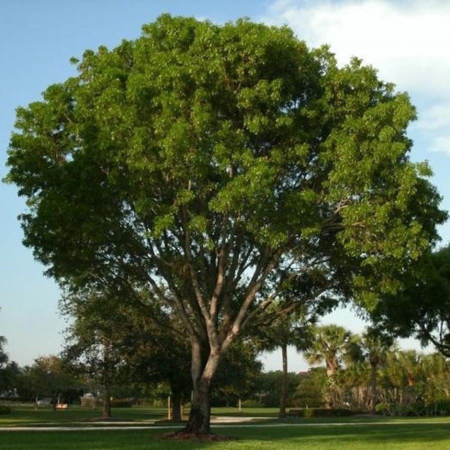 بذور شجرة السرسوع - السيسم ( Dalbergia sissoo )