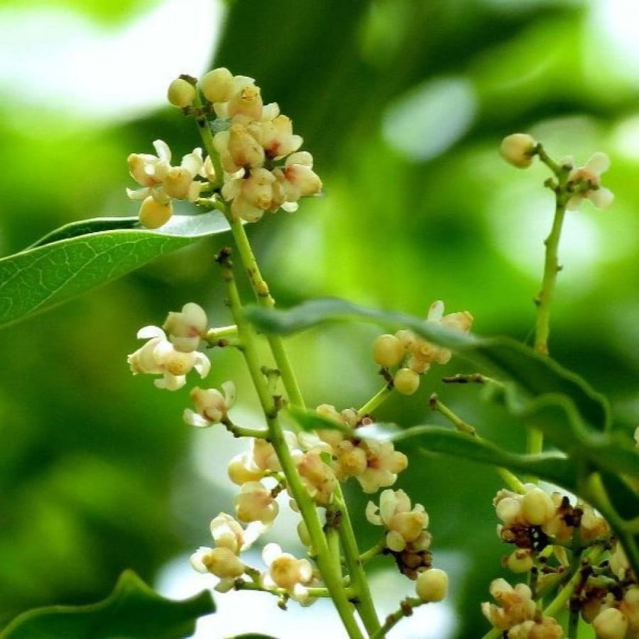 بذور khaya senegalensis