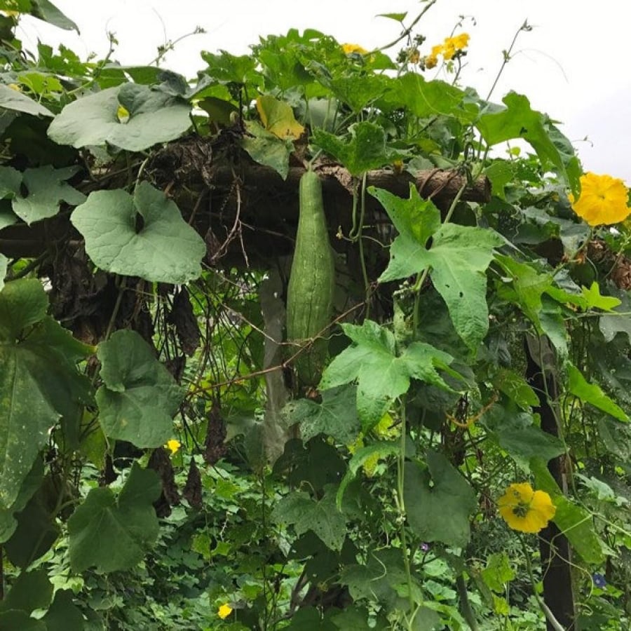 بذور الليف - اللوف ( Luffa )