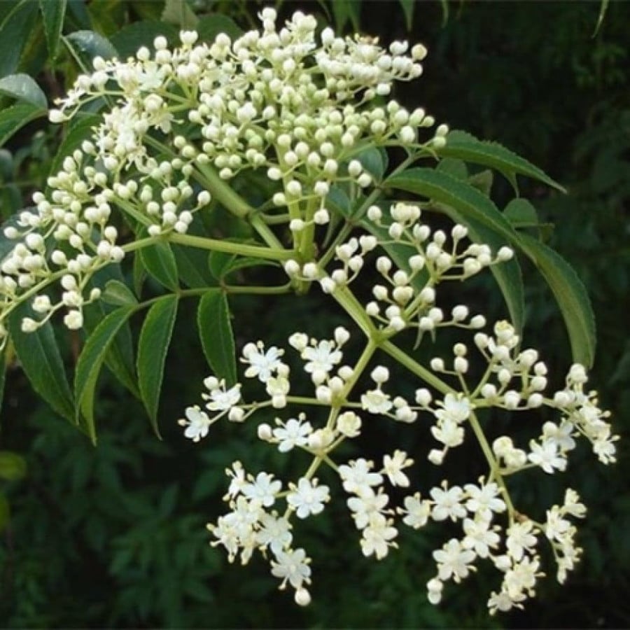 بذور شجرة النيم ( Azadirachta indica )