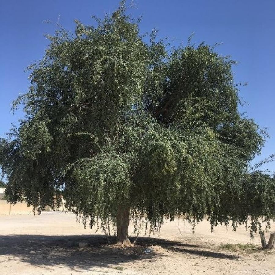 بذور الهجليج - اللالوب - تمر الصحراء ( Balanites aegyptiaca )