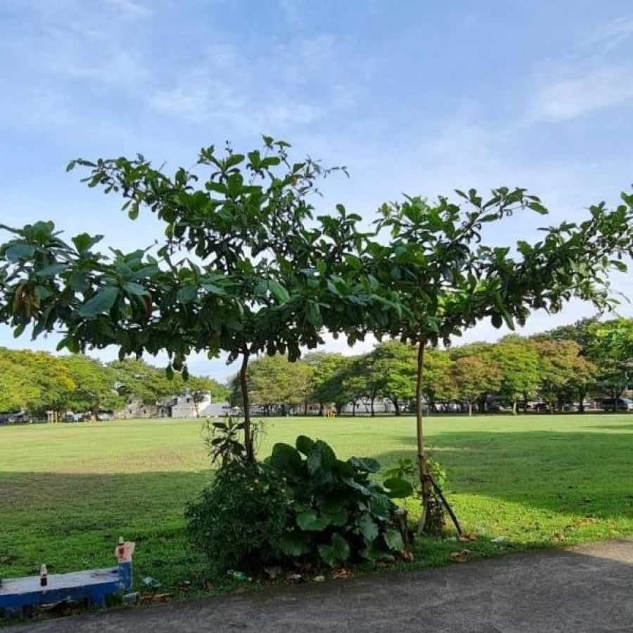 بذور شجرة ترمناليا كاتابا - لوز بحريني ( Terminalia catappa )