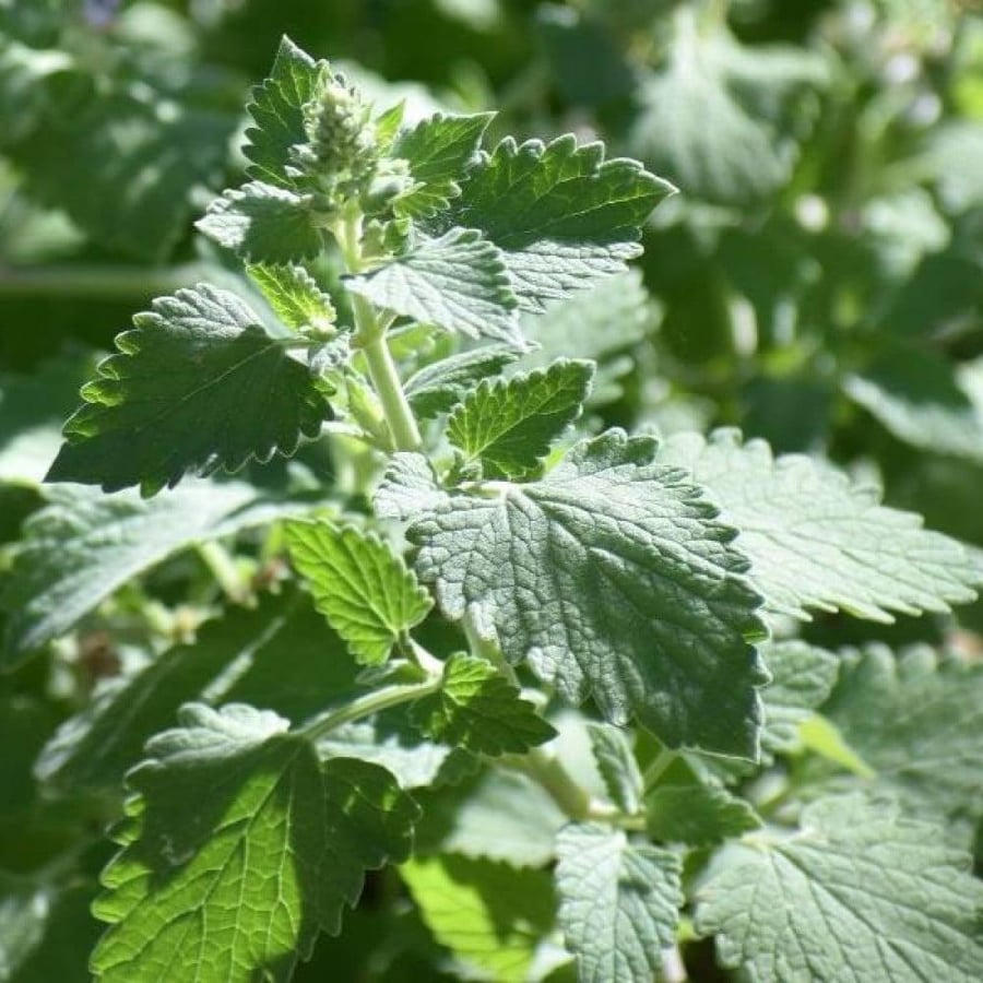 seeds of Nepeta Cataria