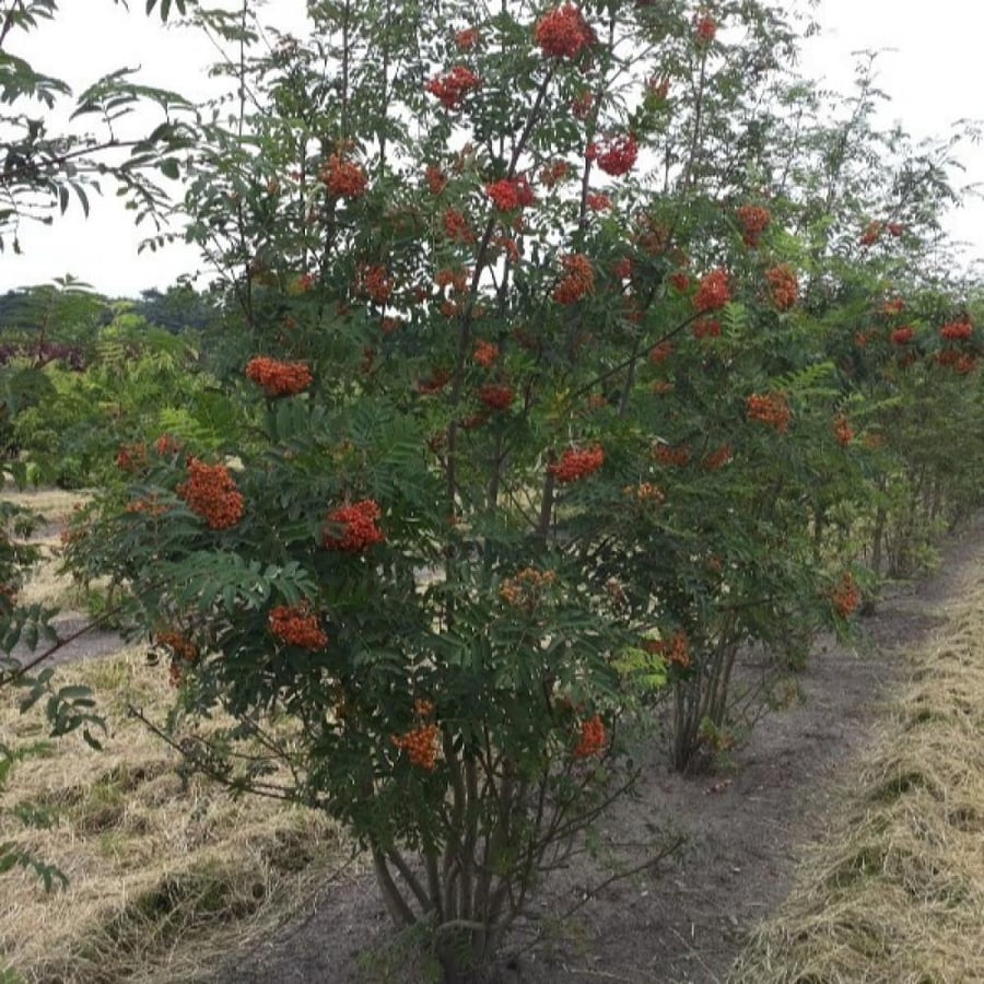شجرة السمن Sorbus aucuparia