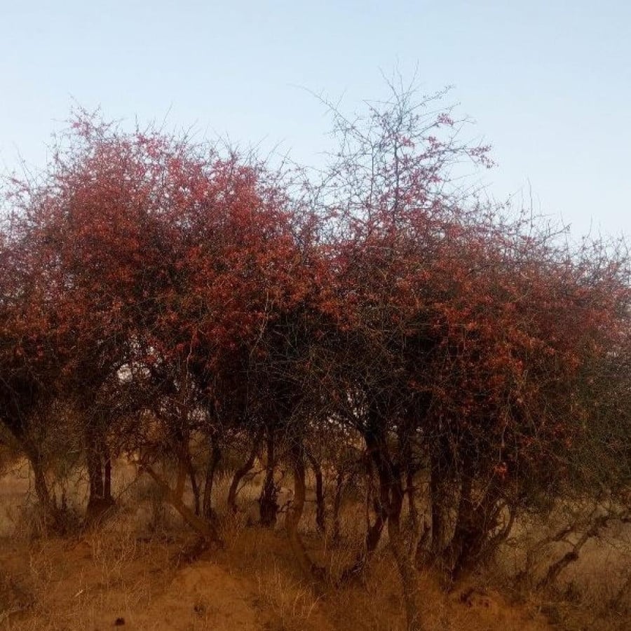 seeds of Capparis Decidua