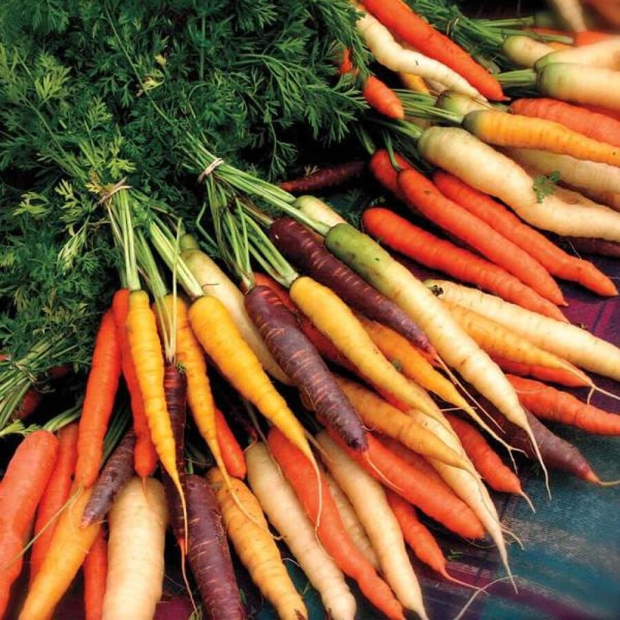 بذور نبات الجزر الملون ( Daucus )