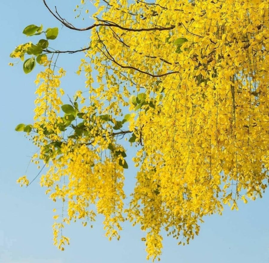 بذور كاسيا فستيولا - خيار شمبر ( Cassia fistula )