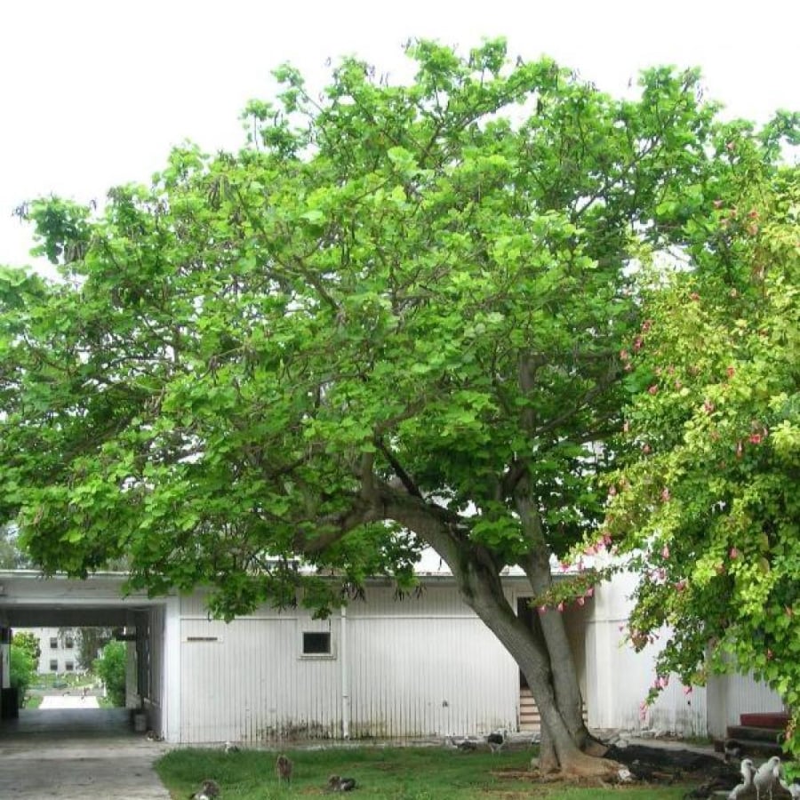 بذور شجرة ارثرينا البيضاء ( Erythrina variegata alba )