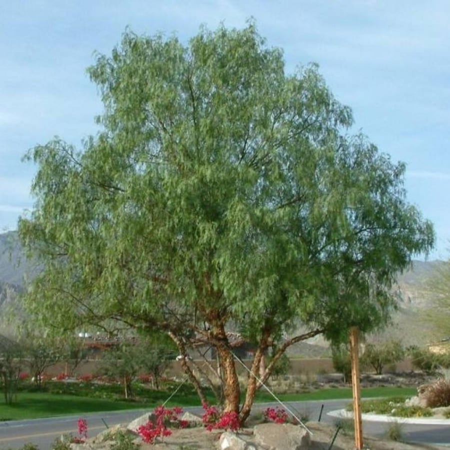 بذور الفلفل البيروفي رفيع الأوراق ( Schinus molle )