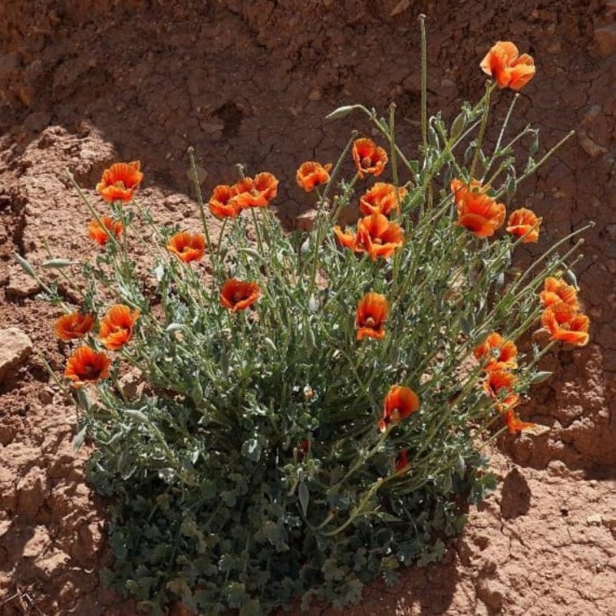 بذور الشقر - النعمان ( Glaucium arabicum )