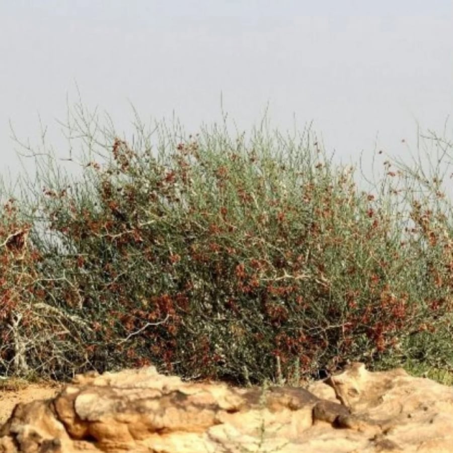 بذور شجيرة ارطى النقاوي ( Calligonum tetrapteruum )