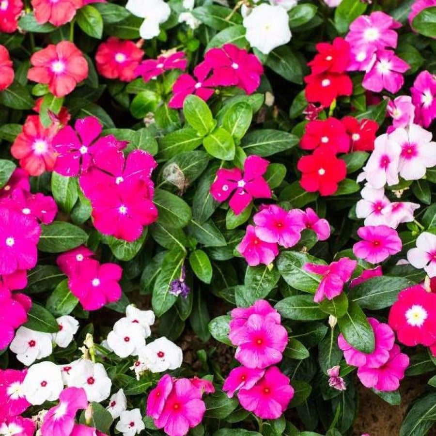 بذور البفتة الملونة - الفينكا - الالونكا ( Catharanthus roseus )