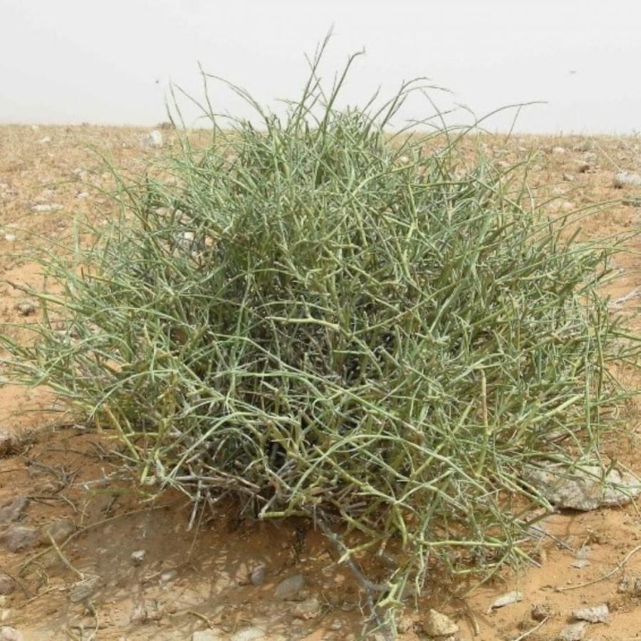 بذور عشبة العلندى العدام الأخضر Ephedra Alata