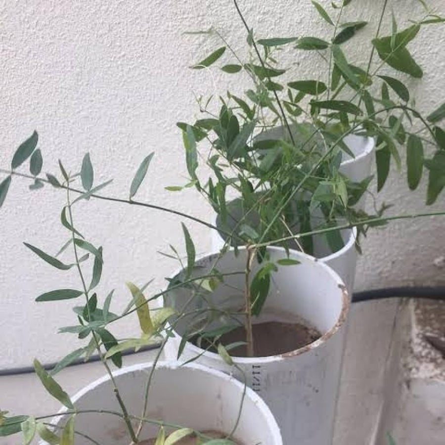 بذور الاراك - المسواك ( Salvadora Persica )
