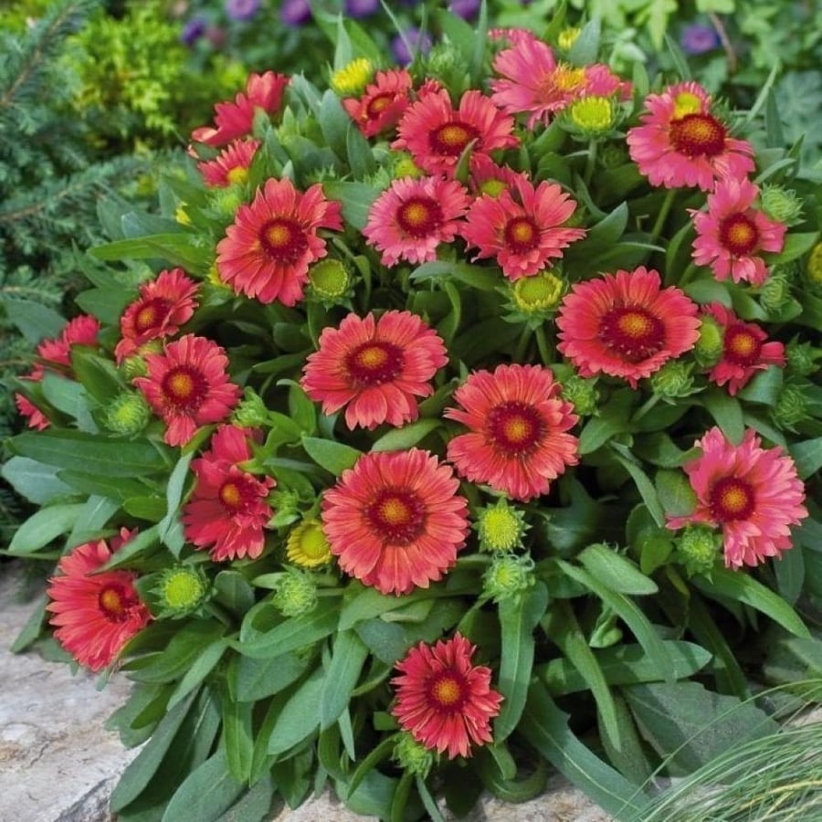 بذور العنبر الكشميري الأحمر - جيلارديا أريستاتا ( gaillardia aristata )