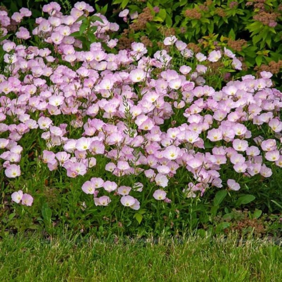 بذور زهرة الربيع المسائية Oenothera speciosa