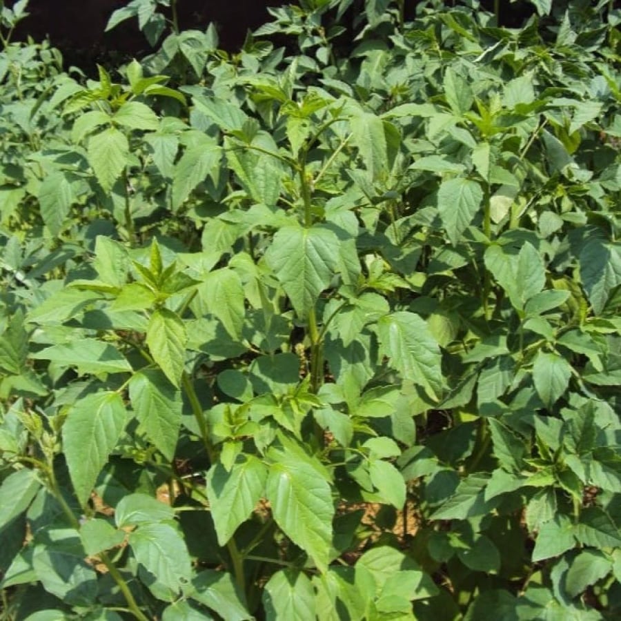 بذور نبات القوار ( Cyamopsis tetragonoloba )