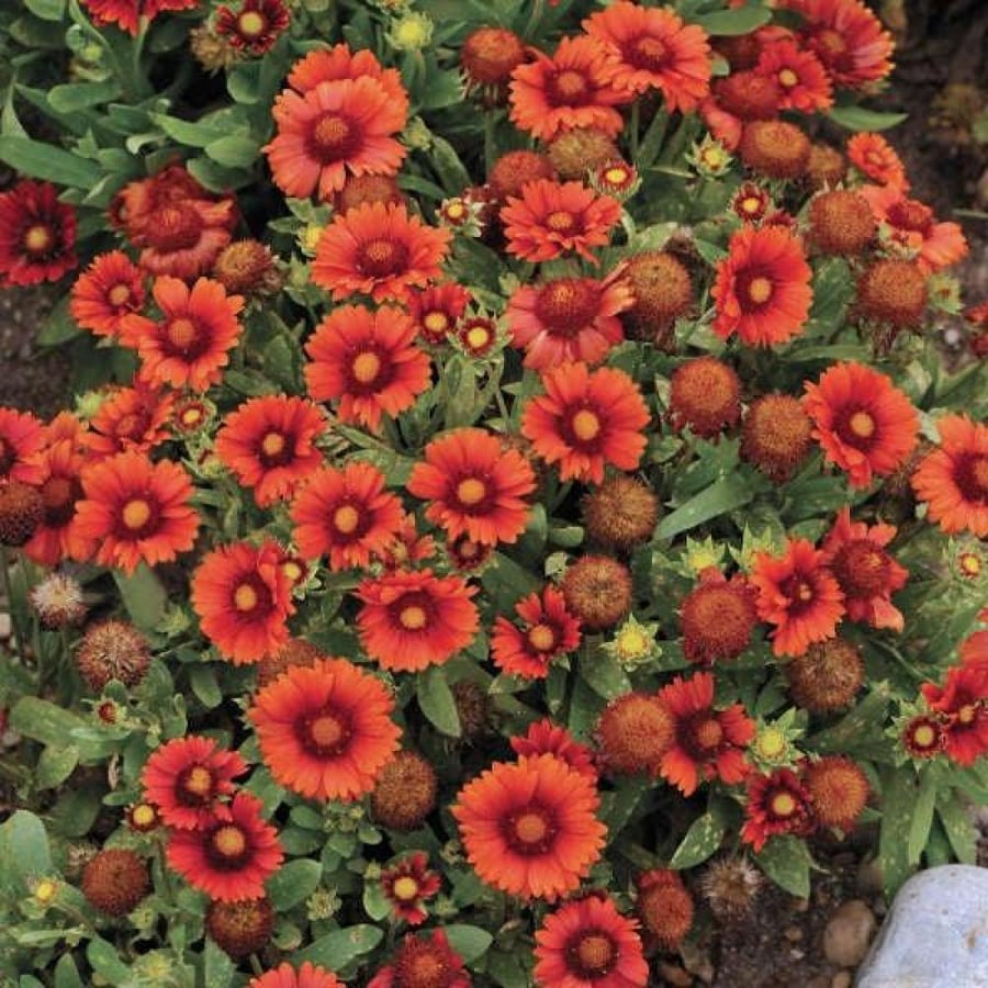 بذور عنبر كشميري أحمر - جيلارديا أريستاتا ( gaillardia aristata )